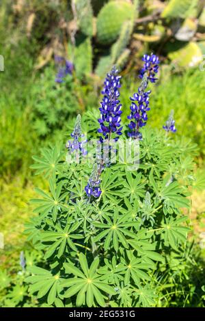 Ein Feld blühender wildvioletter Lupinen blüht. Israel Stockfoto