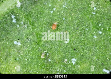 Nahaufnahme einer Masse roter Spinnmilben (Tetranychus urticae) auf dem Blatt. Sichtbare Exuviae, Eier, Kot, Spinnweben und beschädigte Pflanzenzellen. Stockfoto