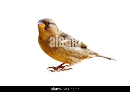 Porträt von Sparrow in Nahaufnahme, isoliert auf weißem Hintergrund. House Sparrow lebt seit dreitausend Jahren neben Menschen und lebt von anderen Stockfoto