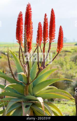 Aloe arborescens, krantz Aloe, Kandelaber Aloe closeup im Western Cape, Südafrika ist dies eine blühende mehrjährige saftig und Trockenheit resistent Stockfoto