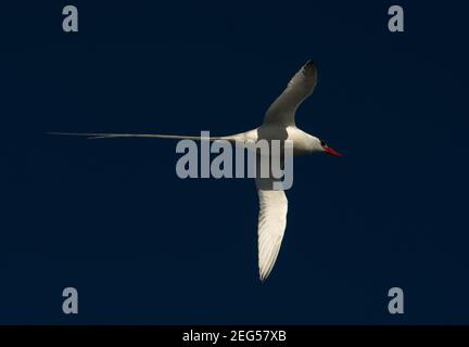 Rotschnabel-Tropikvogel, der über die Küste von South Plaza im Galapagos-Archipel fliegt. Stockfoto