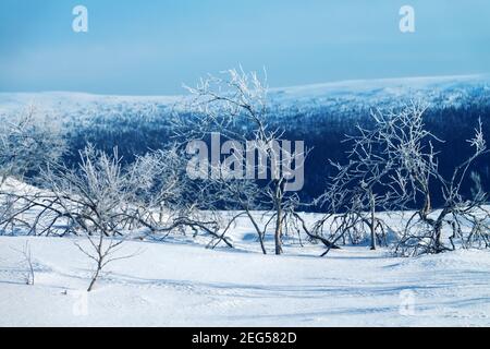 Skandinavisches Hochplateau im Winter. Das Panorama zeigt deutlich die Grenze von Nadelwald und Bergtundra. Im Vordergrund Birke c Stockfoto