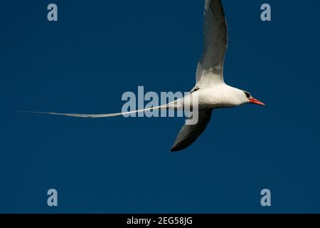Rotschnabel-Tropikvogel, der über die Küste von South Plaza im Galapagos-Archipel fliegt. Stockfoto