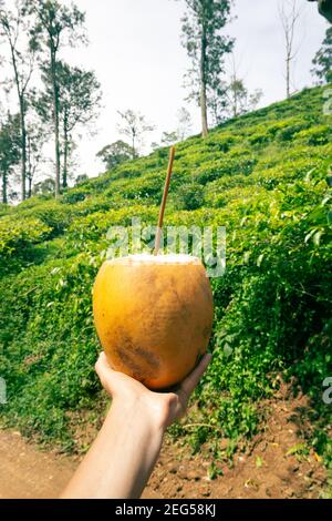 Freigelegte King Coconut mit einem Rohr für Cocolait in der Hände des Verbrauchers vor dem Hintergrund einer Handfläche grove Stockfoto