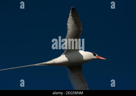 Rotschnabel-Tropikvogel, der über die Küste von South Plaza im Galapagos-Archipel fliegt. Stockfoto