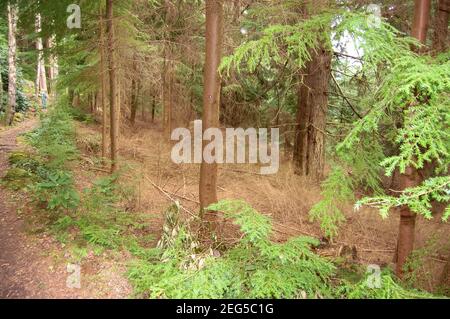 Cragside Northumberland UK Bäume hoch außerhalb Wald Wald Wald Hügel grüne Vegetation Insekten Park Park Park Park Park Walk Girl blonde Pfad Hügel Stockfoto