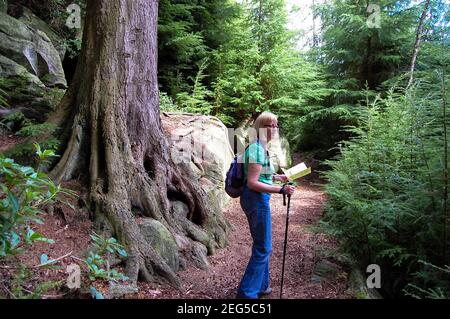 Alter großer Baum am Cragside Rothbury Walker Walking Person Mädchen weiblicher Rucksack Pfad Pfad Pfad Stab Buchkarte Schotterbusch Büsche Wetter Bäume Stockfoto