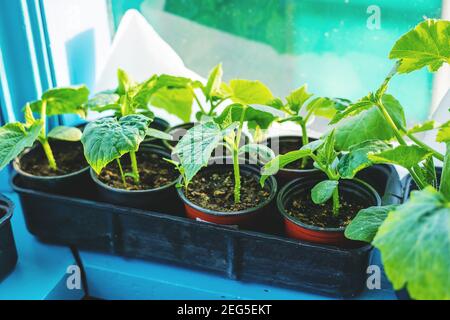 Sämlinge von Gurken in Tassen auf dem Fenster. Selektiver Fokus. Natur. Stockfoto