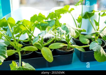 Sämlinge von Gurken in Tassen auf dem Fenster. Selektiver Fokus. Natur. Stockfoto