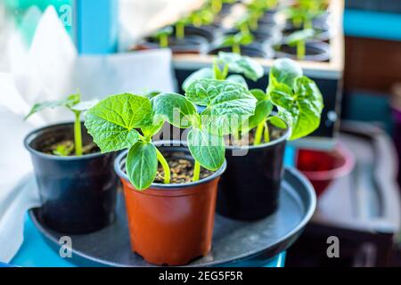 Sämlinge von Gurken in Tassen auf dem Fenster. Selektiver Fokus. Natur. Stockfoto