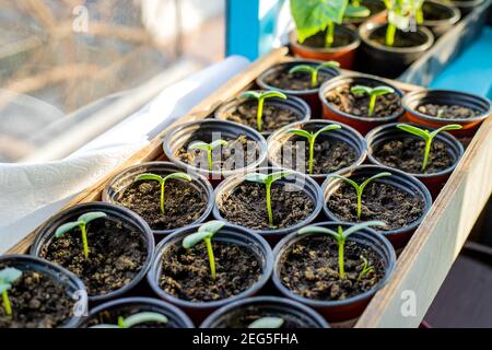 Sämlinge von Gurken in Tassen auf dem Fenster. Selektiver Fokus. Natur. Stockfoto