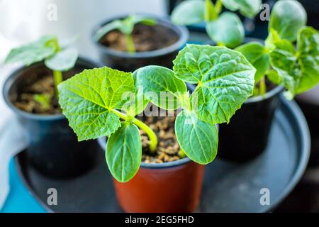 Sämlinge von Gurken in Tassen auf dem Fenster. Selektiver Fokus. Natur. Stockfoto