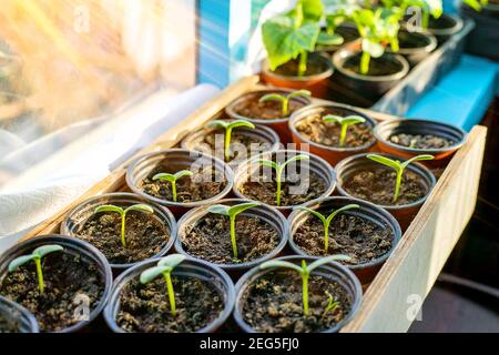 Sämlinge von Gurken in Tassen auf dem Fenster. Selektiver Fokus. Natur. Stockfoto