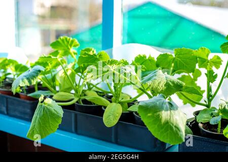 Sämlinge von Gurken in Tassen auf dem Fenster. Selektiver Fokus. Natur. Stockfoto