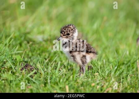 Kiebitz (Vanellus vanellus) Küken, North Pennines AONB, Durham, Großbritannien Stockfoto