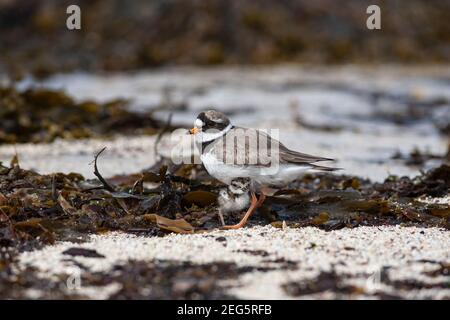 Ringelpfeifer (Charadrius hiaticula) mit Küken, Applecross pensinsula, Wester Ross, Schottland, UK Stockfoto