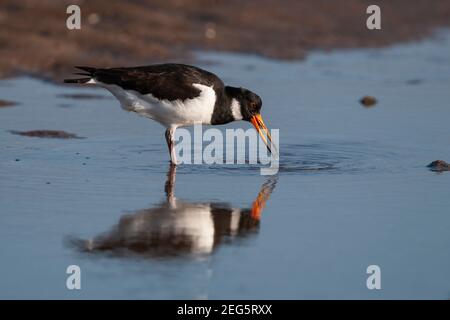 Austernfischer (Haematopus ostralegus) Fütterung, Lindisfarne, Northumberland, Großbritannien Stockfoto