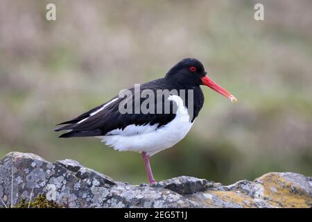 Austernfischer (Haematopus ostralegus), Scottish Borders, Großbritannien Stockfoto