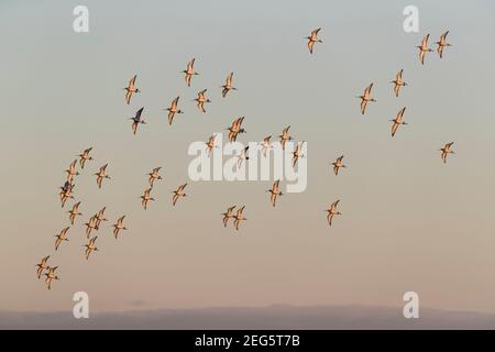 Black-tailed Godwit (Limosa limosa), Caerlaverock WWT Reserve, Dumfries & Galloway, Schottland, Großbritannien Stockfoto