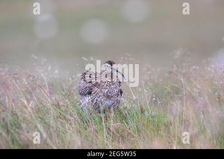 Curlew (Numenius arquata), Northumberland National Park, Großbritannien Stockfoto