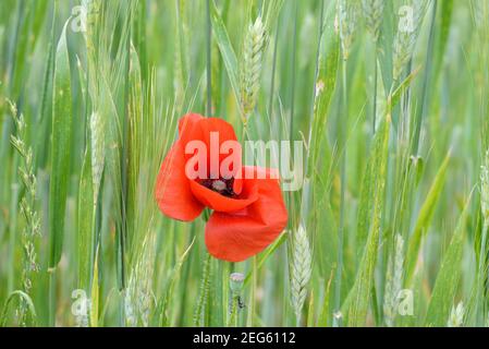 Single Mohnblume, Papaver somniferum, wächst im Weizenfeld oder Maisfeld unter den Ohren der Weizen Provence Frankreich Stockfoto