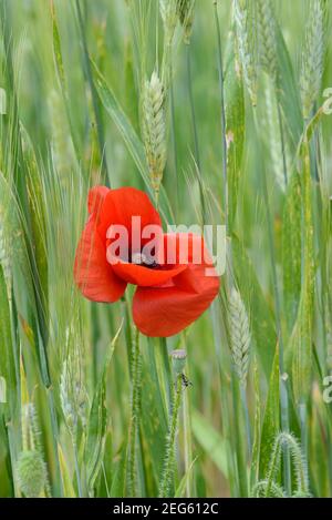 Single Mohnblume, Papaver somniferum, wächst im Weizenfeld oder Maisfeld unter den Ohren der Weizen Provence Frankreich Stockfoto