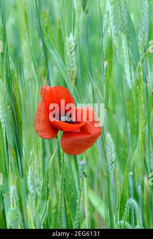 Single Mohnblume, Papaver somniferum, wächst im Weizenfeld oder Maisfeld unter den Ohren der Weizen Provence Frankreich Stockfoto