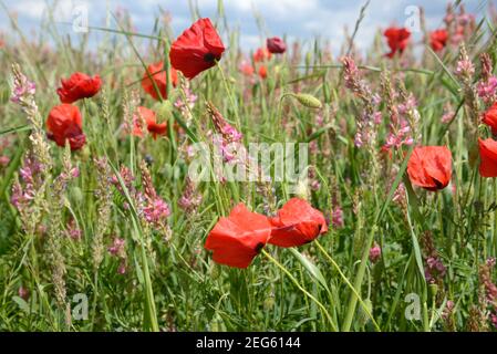 Feld der Mohnblumen, Papaver somniferum, und Gemeine Sainfoin, Onobrychis viciifolia, Valensole Plateau Provence Frankreich Stockfoto