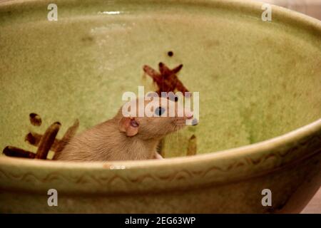 Lustige braune Ratte sitzen auf einem großen Tontopf. Die Fancy Ratte ist die domestizierte Form von Rattus norvegicus. Dekorative Hausratte Stockfoto