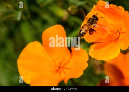 Bienen sammeln Pollen von kalifornischem Mohn im Sommer Stockfoto