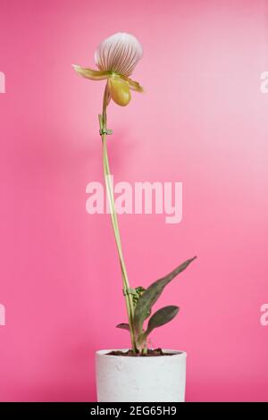 Paphiopedilum Maudiae Femma im Topf mit einer weißen Blume und rosa Hintergrund. Stockfoto