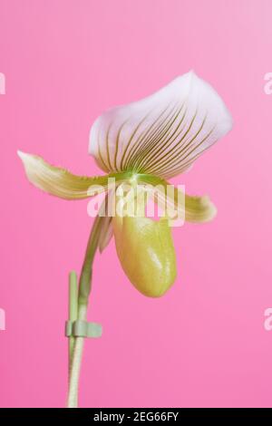 Paphiopedilum Maudiae Femma im Topf mit einer weißen Blume und rosa Hintergrund. Diese Blume ist auch als Venus Slipper Orchidee bekannt. Stockfoto