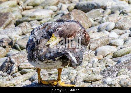 Falkland-Dampfente, Tachyeres brachypterus, Erwachsene Vögel, während sie am Kiesstrand stehen, Falkland-Inseln, Malvinas Stockfoto