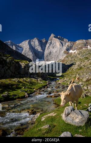 Vignemale im Sommer, vom Gaube-Tal aus gesehen (Nationalpark Pyrénées, Pyrenäen, Cauterets, Frankreich) Stockfoto