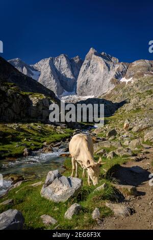 Vignemale im Sommer, vom Gaube-Tal aus gesehen (Nationalpark Pyrénées, Pyrenäen, Cauterets, Frankreich) Stockfoto