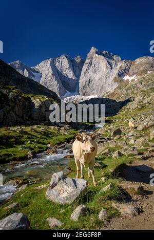 Vignemale im Sommer, vom Gaube-Tal aus gesehen (Nationalpark Pyrénées, Pyrenäen, Cauterets, Frankreich) Stockfoto