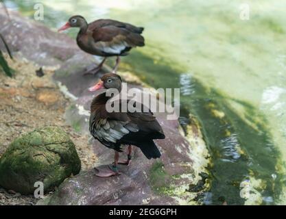 Eine einsame, schöne Wanderente, die auf einem Teich schwimmt, ein braunes Gefieder und ein gelber Schnabel, Spuren auf dem Wasser hinter einer Ente, eine Ente in einem natürlichen e Stockfoto