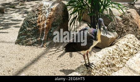 Die Stroh-necked Ibis, Threskiornis spinicollis ist ein Vogel der Ibis und Löffler Familie Threskiornithidae. Stockfoto