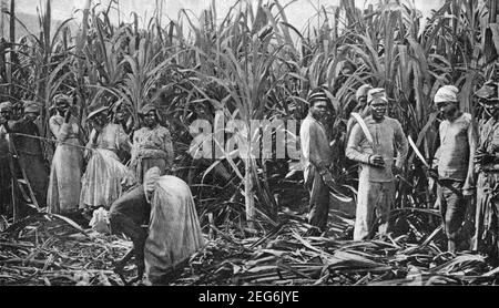 Foto des frühen 20th. Jahrhunderts von jamaikanischen Männern und Frauen arbeiten In Zuckerrohrfeldern in der Blue Mountain Region von Jamaika circa Anfang 1900s während der Zeit, als die Insel War eine britische Kolonie Stockfoto