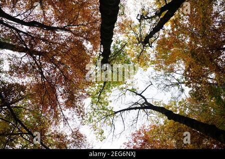 Herbst im Ordesa-Wald namens „Bosque de las Hayas“ (Buchenwald) (Ordesa und Monte Perdido, NP; Aragon, Pyrenäen, Spanien) Stockfoto