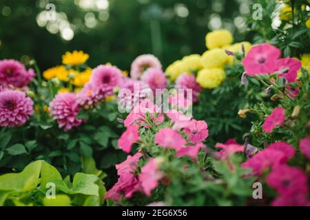 Schöner Blumengarten mit blühenden Astern und verschiedenen Blumen im Sonnenlicht, Landschaftsgestaltung, Frühlingshintergrund Stockfoto
