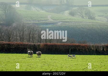 Zwei Lämmer spielen im Januar neben ihren Müttern auf einem Feld in der Nähe von Bampton, Devon, England. Stockfoto