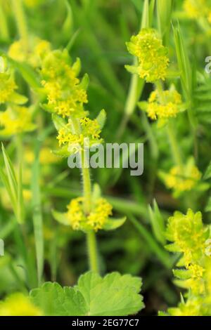 Cruciata laevipes ist eine blühende Pflanze in der Familie Rubiaceae, allgemein bekannt als Kreuzkraut oder glattes Bettstroh, Derbyshire, England, Großbritannien Stockfoto