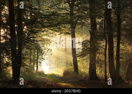 Eichen hinterleuchtet von der aufgehenden Sonne in einem nebligen Herbstwald Stockfoto