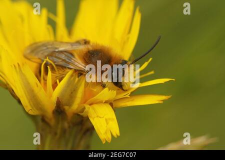 Männliche haarbeinige Bergbaubiene (Dasypoda hirtipes) auf einer gelben Blume Stockfoto