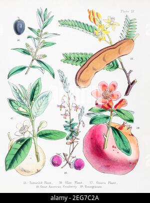 19th c. Handgemalte viktorianische botanische Illustration von Tamarind, Guava Pflanze, American Cranberry & Granatapfel. Wichtige wirtschaftliche Anlagen. Siehe Hinweise Stockfoto