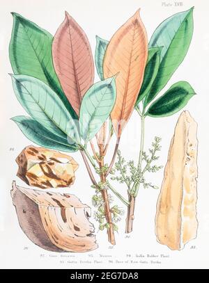 19th c. handbemalte viktorianische botanische Illustration von Gum Benzoin & Manna, India Rubber & Gutta Percha Pflanzen + rohe Gutta Percha. Siehe Hinweise. Stockfoto