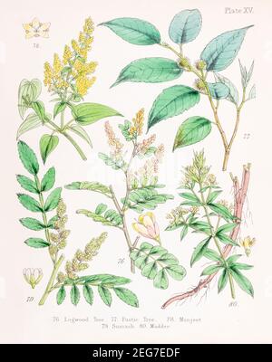 19th c. handbemalte viktorianische botanische Illustration von Logholz & Fustic Tree / Maclura tinctoria, Munjeet / Rubia cordifolia, Sumach und Madder. Stockfoto