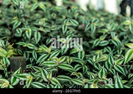 Tradescantia zebrina wandernden juden Zimmerpflanzen wachsen in großer Zahl, Hausgarten aus lila und grün bunt Schlepppflanzen Stockfoto