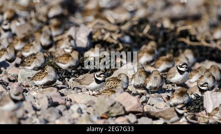 Ringed Plover und Dunlin in enger Masse bei Flut in der Straße. Stockfoto